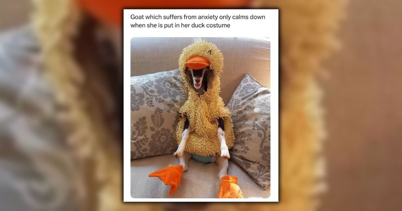 21 Animal Memes to Satisfy Your Silly Craving Today (January 30, 2026 ...