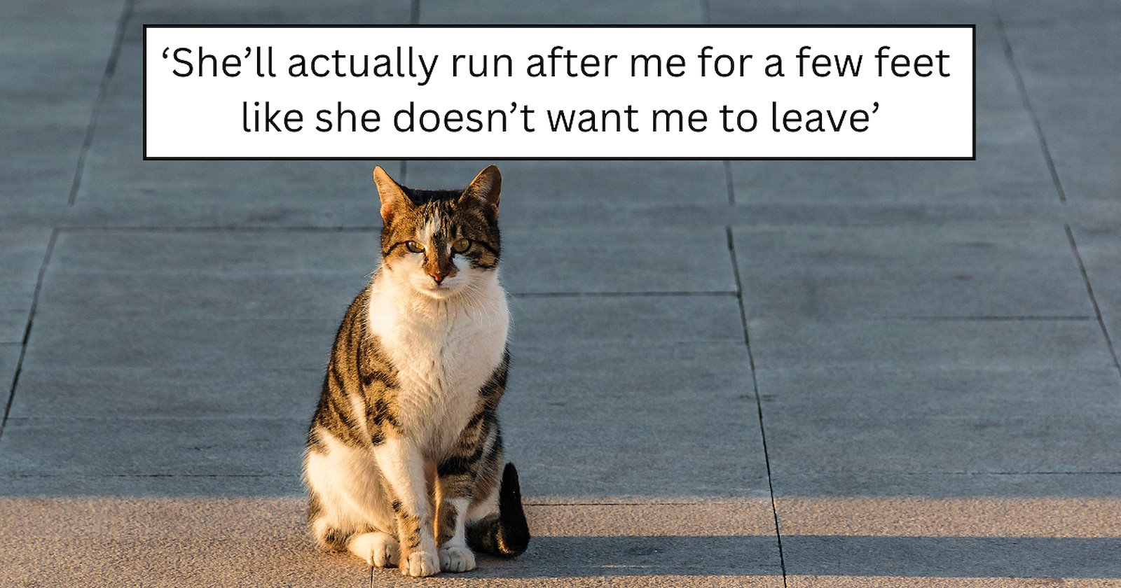 'Now she waits for me at the door every day': A workplace stray named ...