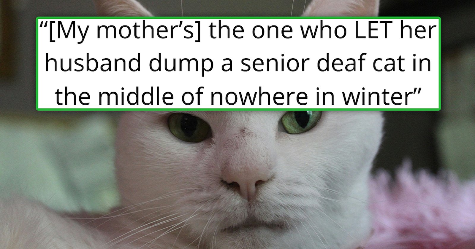 'Somehow, I found my cat and got him back': Step-father dumps 12-year ...