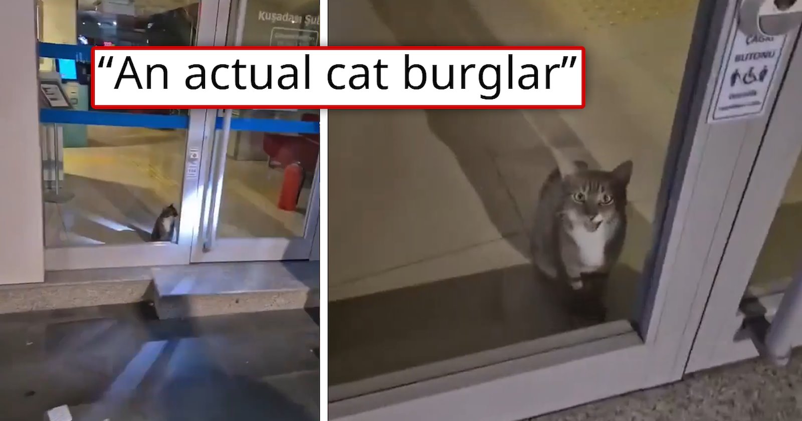 'Meowstakes were made': Panicked police respond to bank robbery, only ...