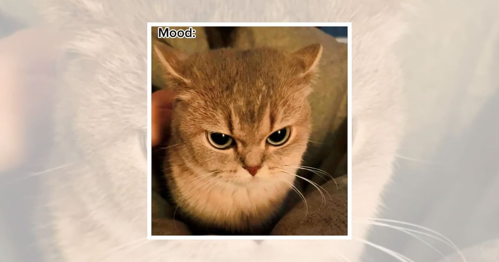 24 Angry Cats Who Are Purrfectly Tired of Their Humans’ Nonsense - I ...
