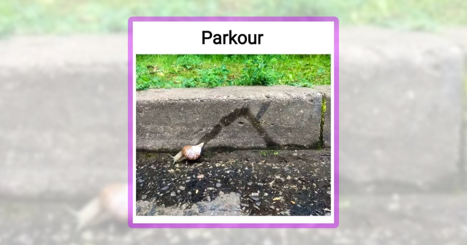 20 Saturday Snail Memes for a Slow Weekend Morning - Animal Comedy ...