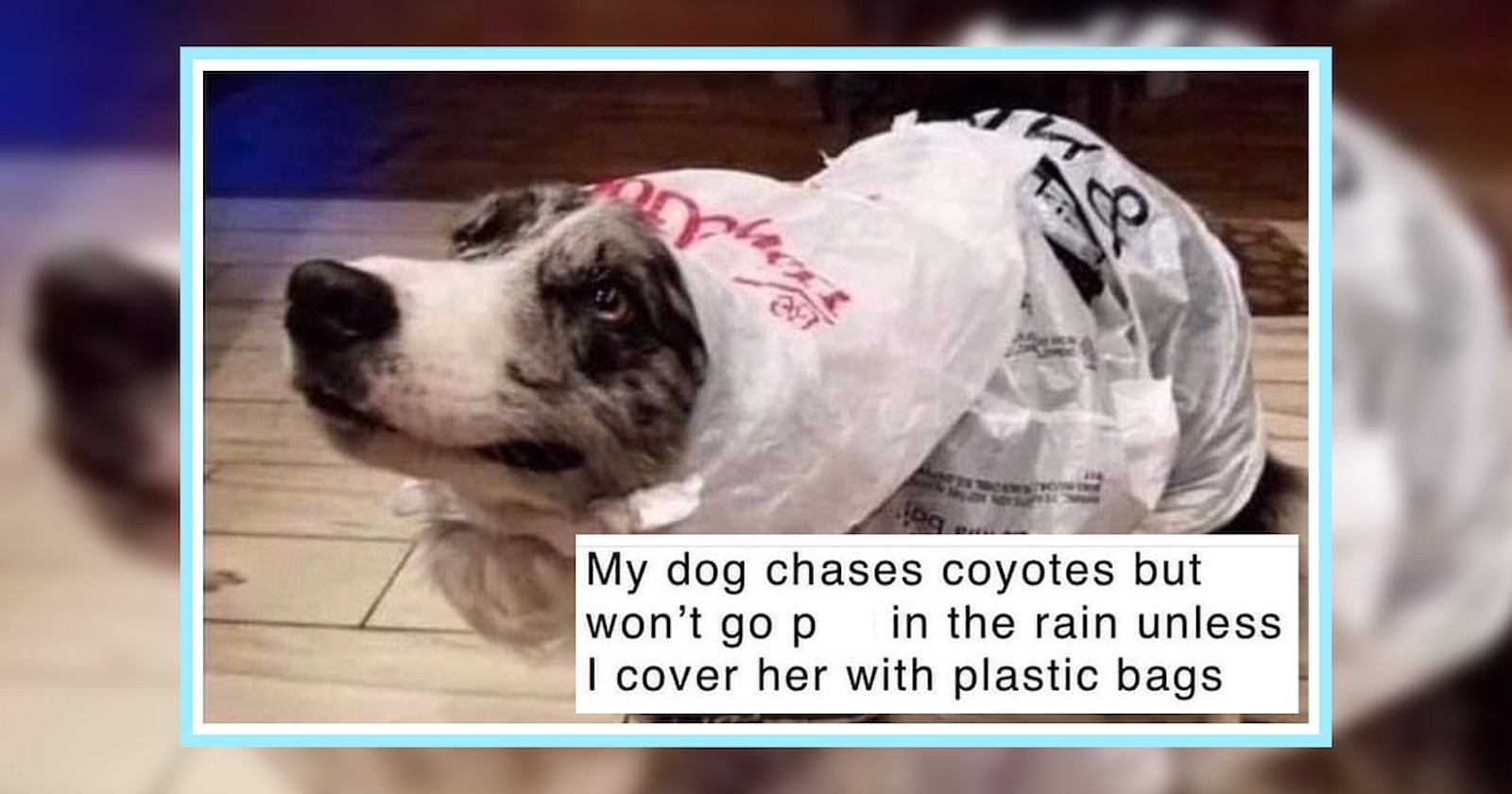 22 Awwplifting Dog Memes for an Adorable End to your Work Week - Animal ...
