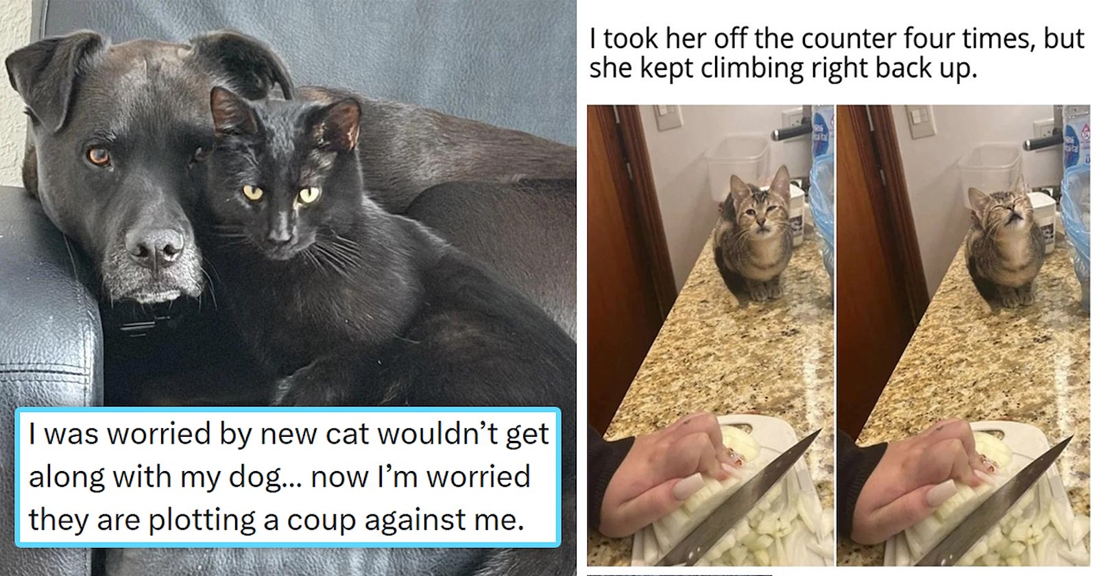 Your Weekly Caturday Meowgazine: 20 I Can Has Meowments Featuring Cats ...