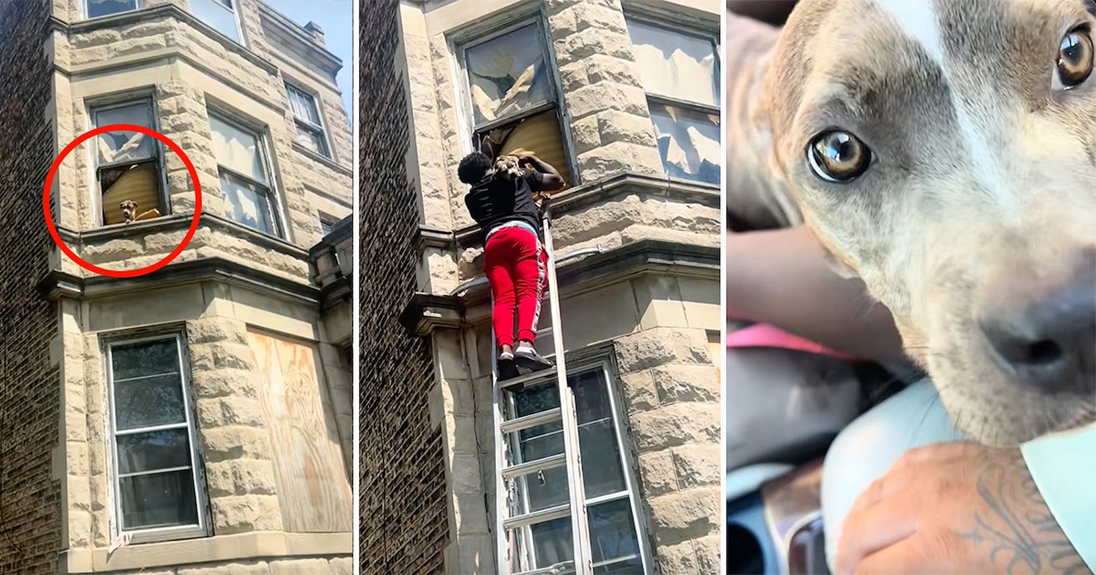Food truck owner in Chicago spots malnourished dog hanging out of an ...