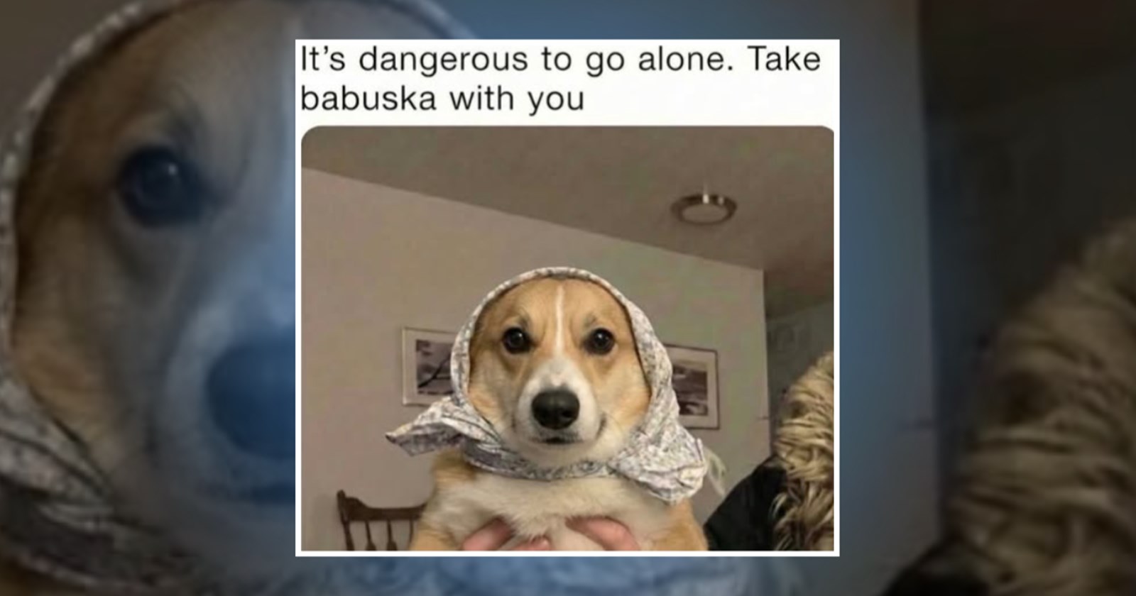 23-cute-dog-memes-to-start-the-day-with-a-woosh-of-canine-whimsy