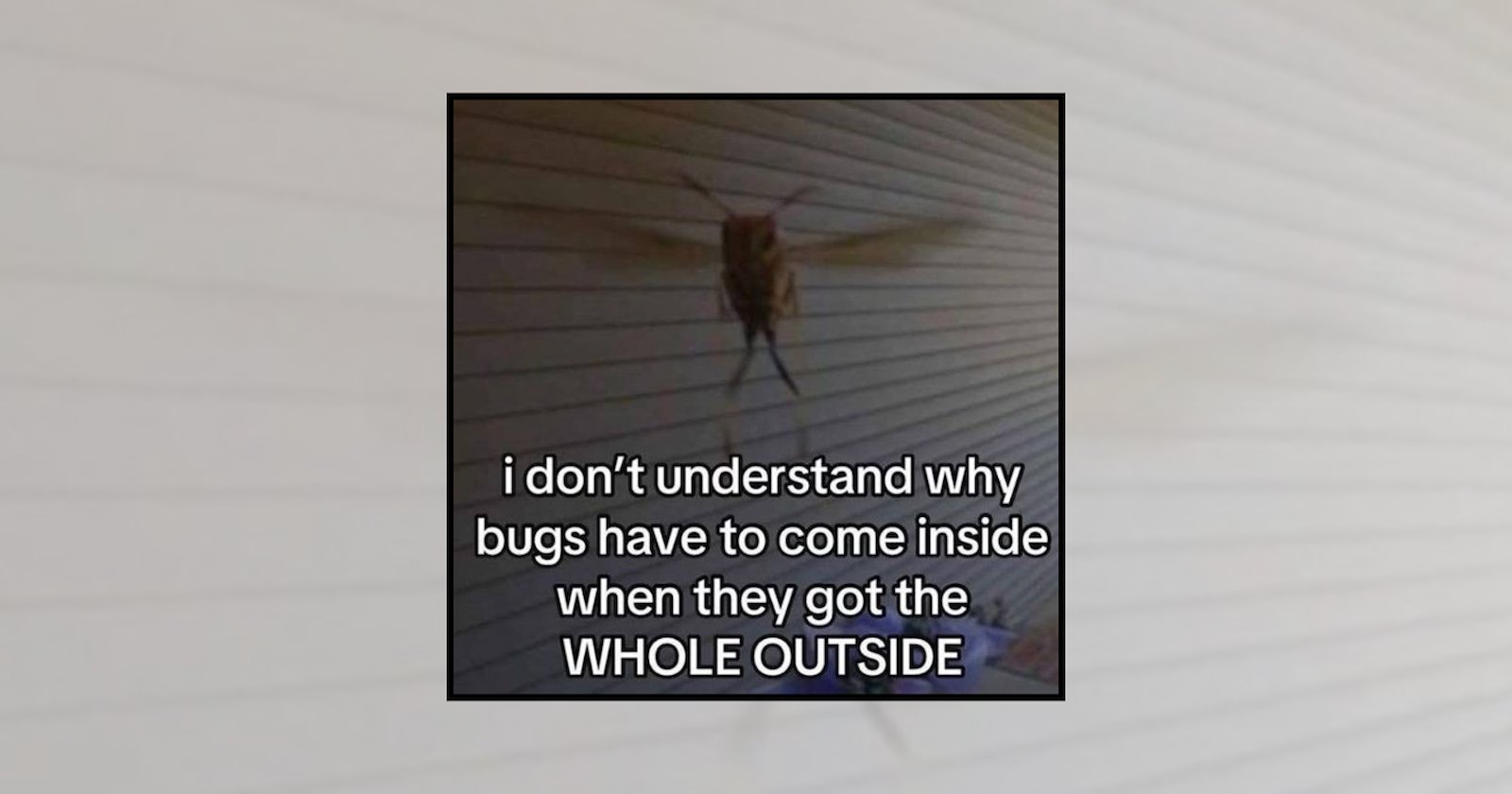 'Please Get Out': 21 Funny Bug Memes for People Who Respect Summer ...