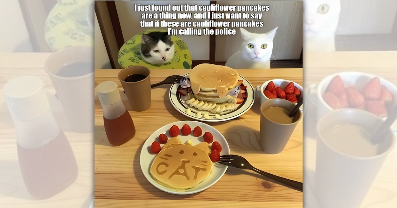 Your Weekly Binge of the Best ‘LOLcat’ Cuteness From Cat Meme Lovers Around the World