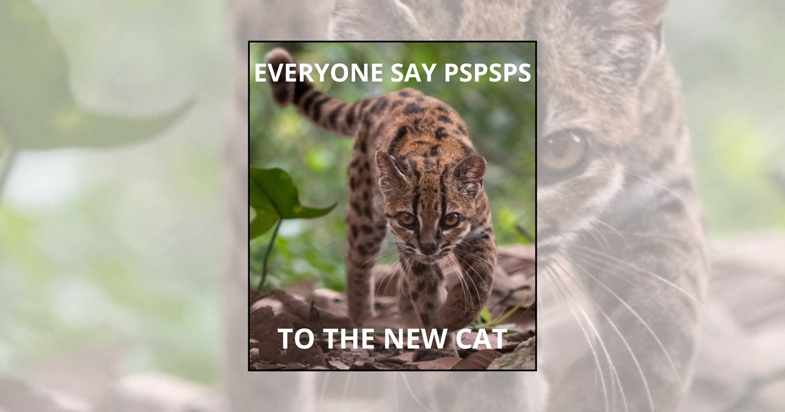 everybody-say-pspsps-to-tilcayo-21-cat-memes-welcoming-the-new-cat