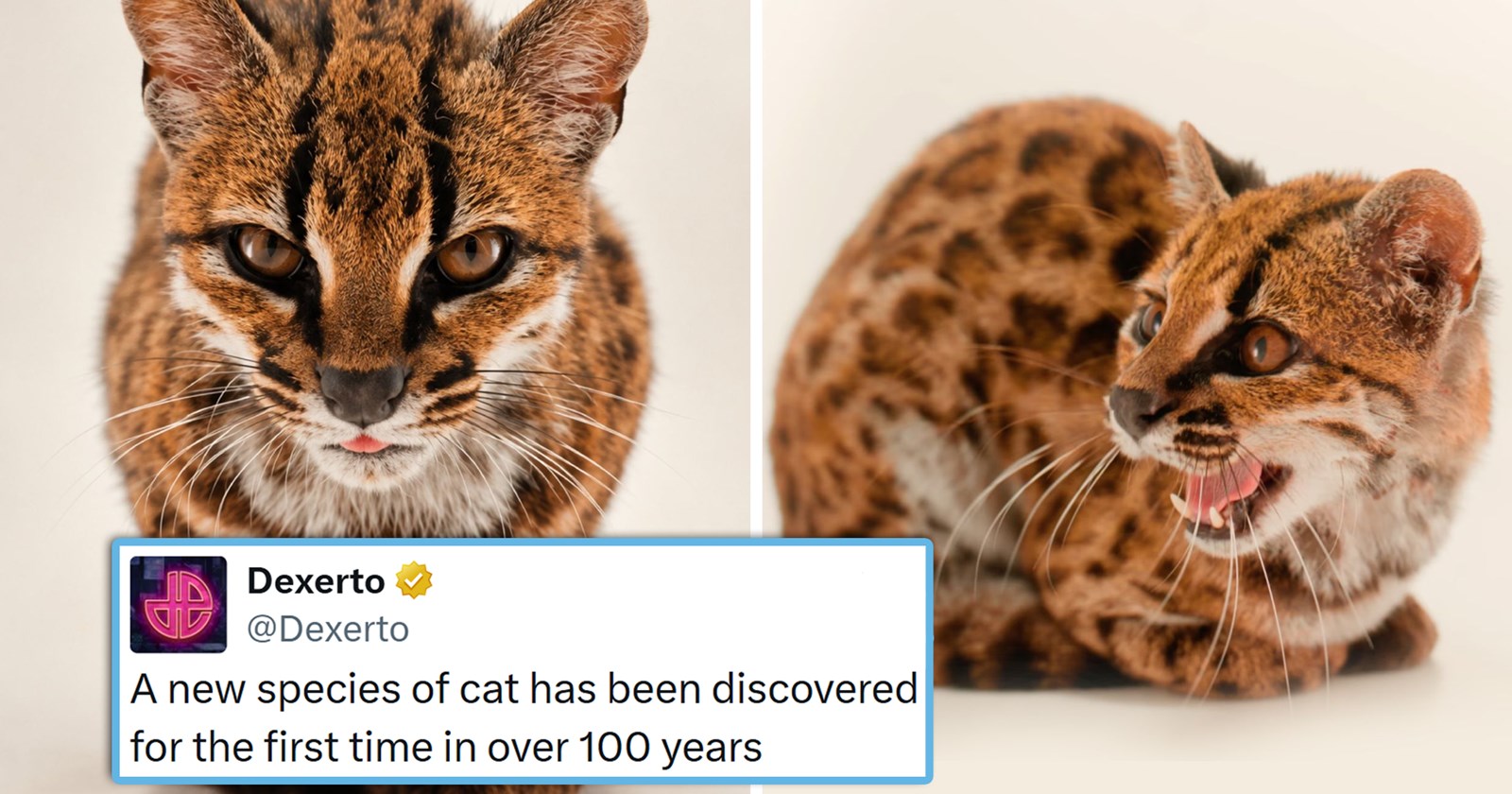 Your Weekly Feed of Cozy Feline Tweets to Curl Up With This Fall (September 14, 2026)