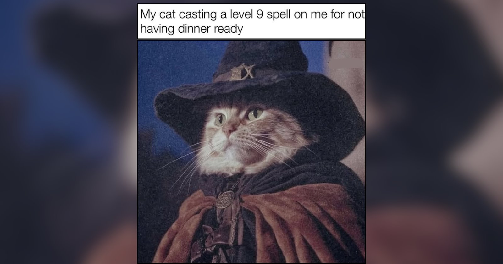 22 Spooky Season Cat Memes Summoning the Spirit of Feline Foolery
