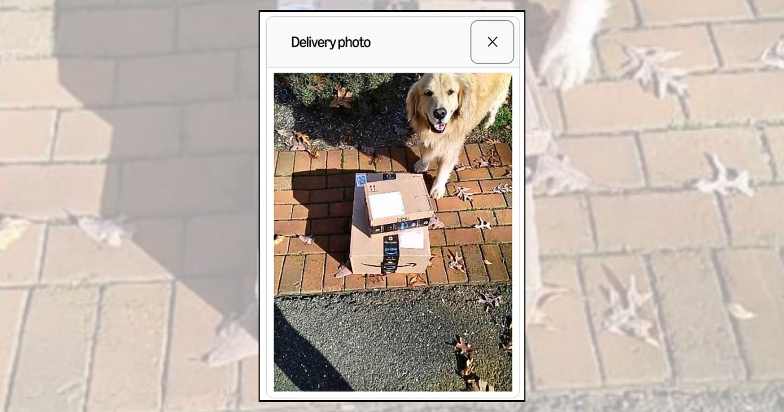 'Your Package Has Been Sniffed': 20 Delivery Photos That Accidentally ...