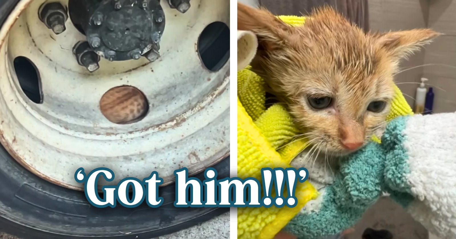 Woman walking her dog hears crying coming from inside a truck’s tire, finds a terrified orange kitten stuck there, and starts a rescue mission with her husband.
