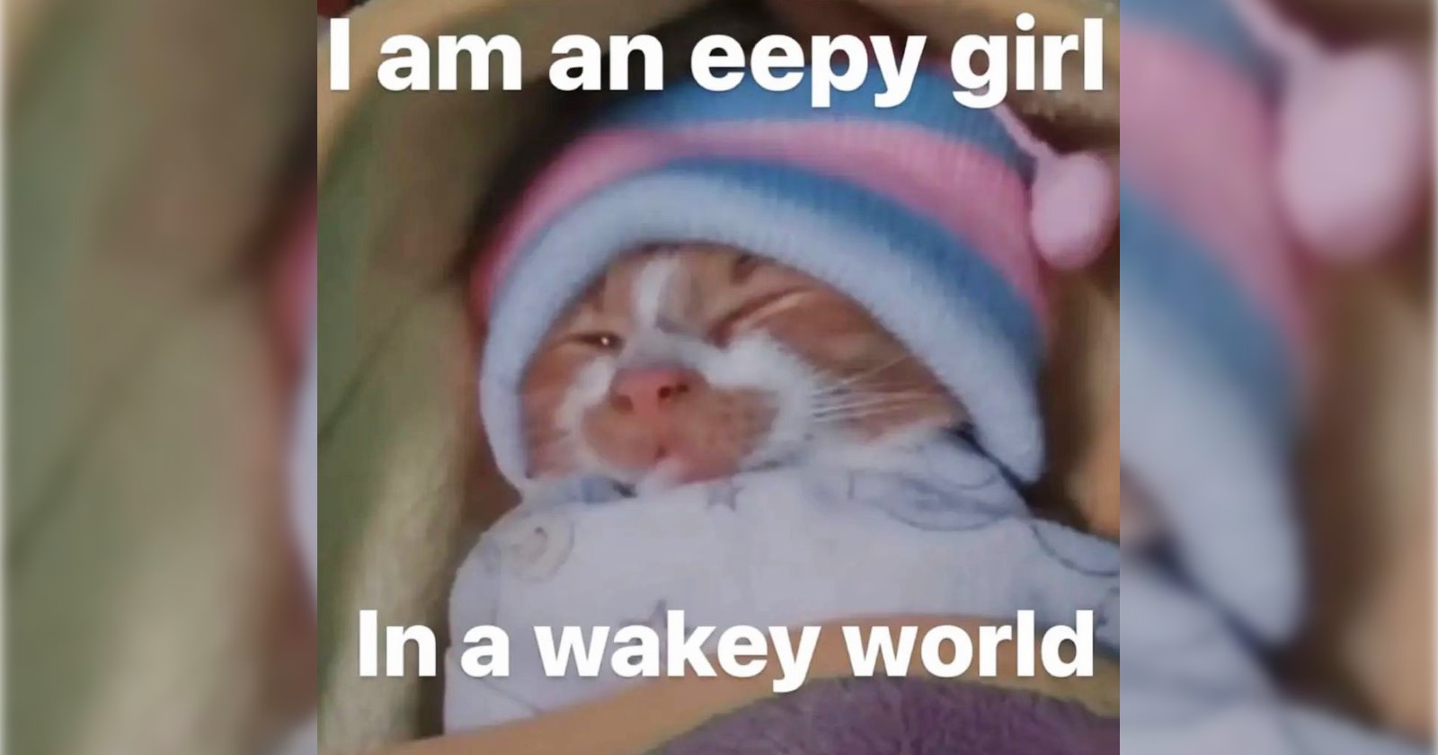 24 Soothing Cat Memes to Reduce Your Rage Before You Knock Over a Vase