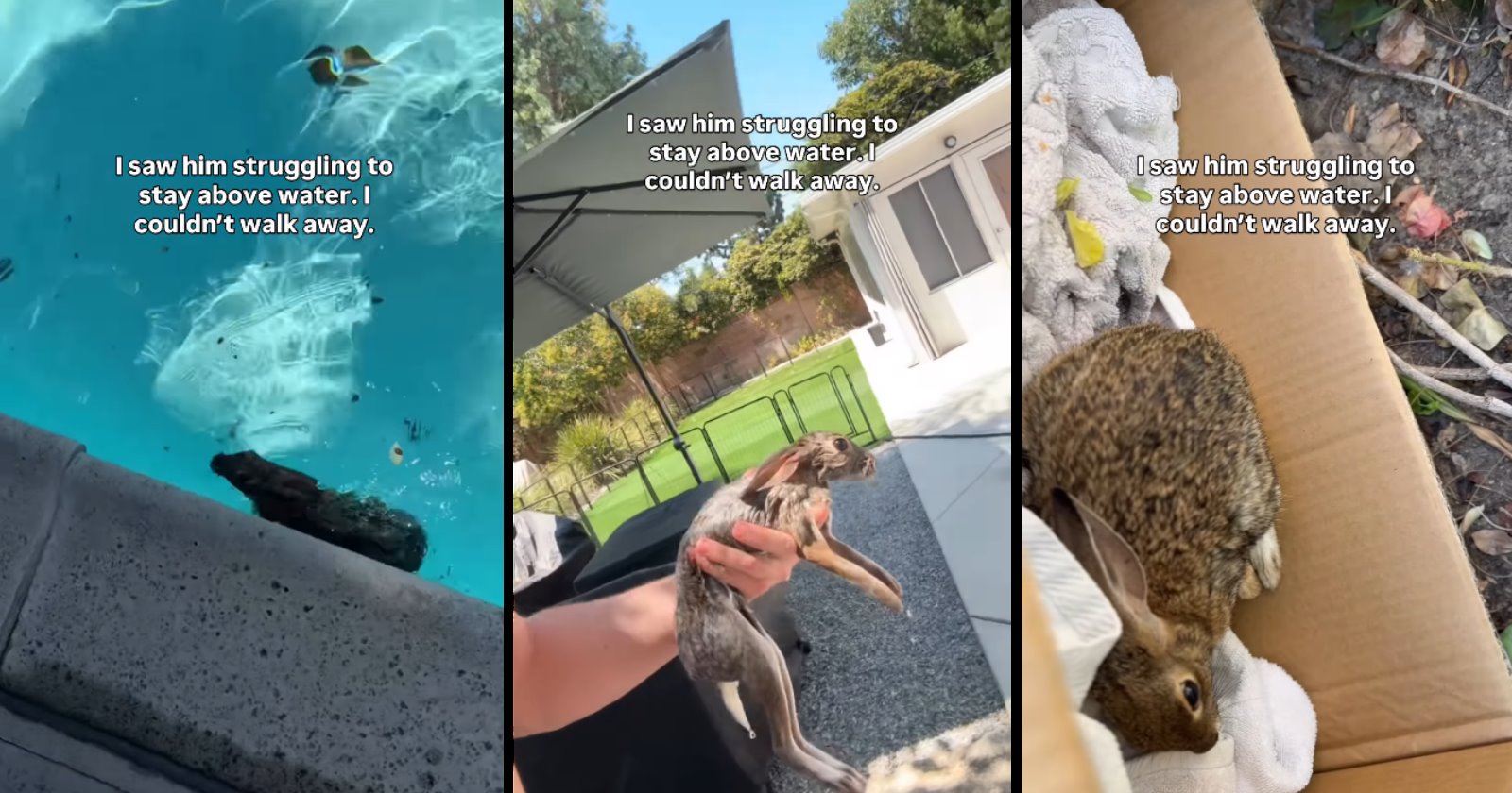 Homeowner finds a rabbit struggling to swim in his pool, so he rescues ...
