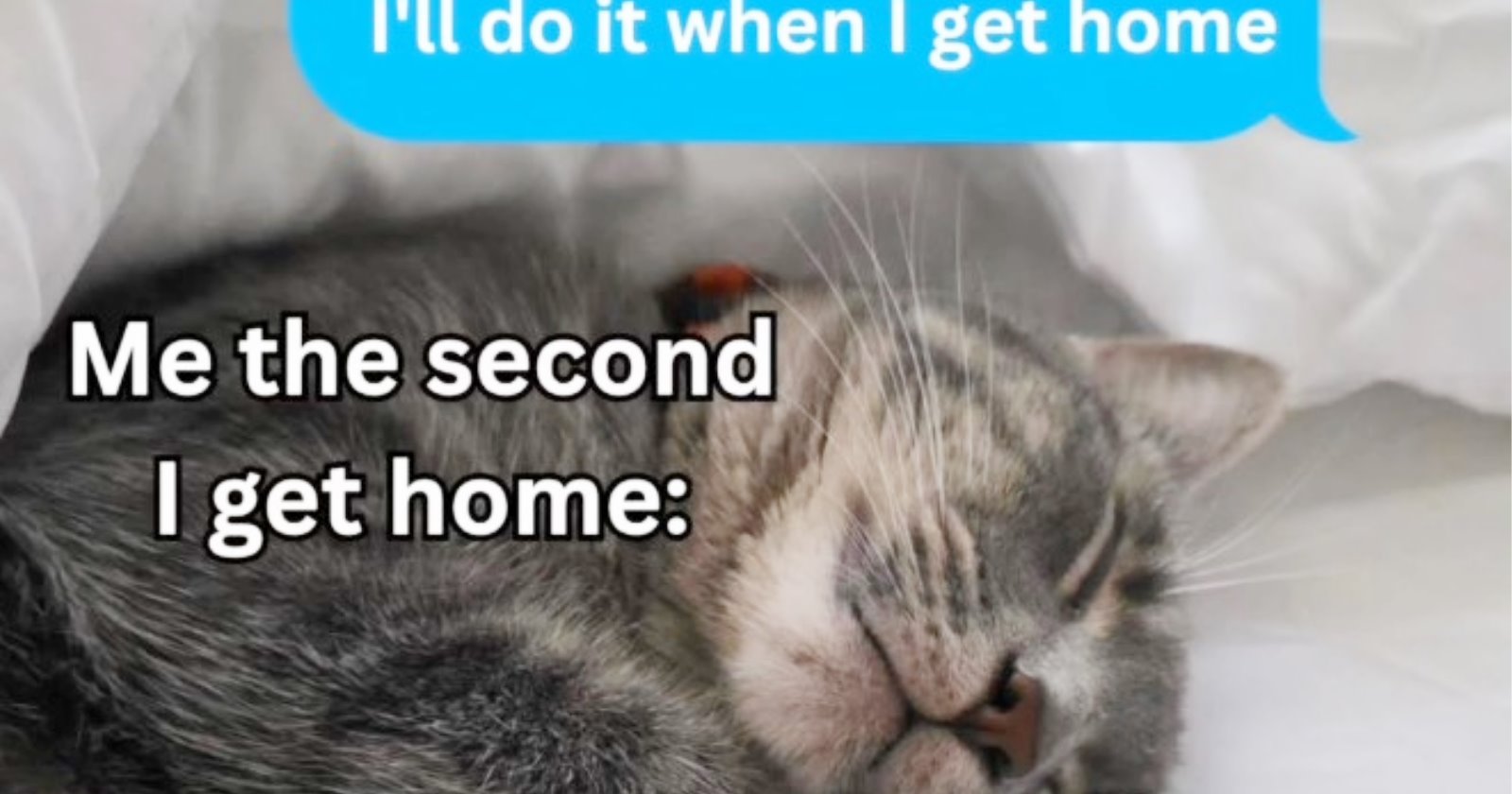 27 Inawwcent Cat Memes fur Fluffy Little Fur Babies Who Worked Too Hard this Week