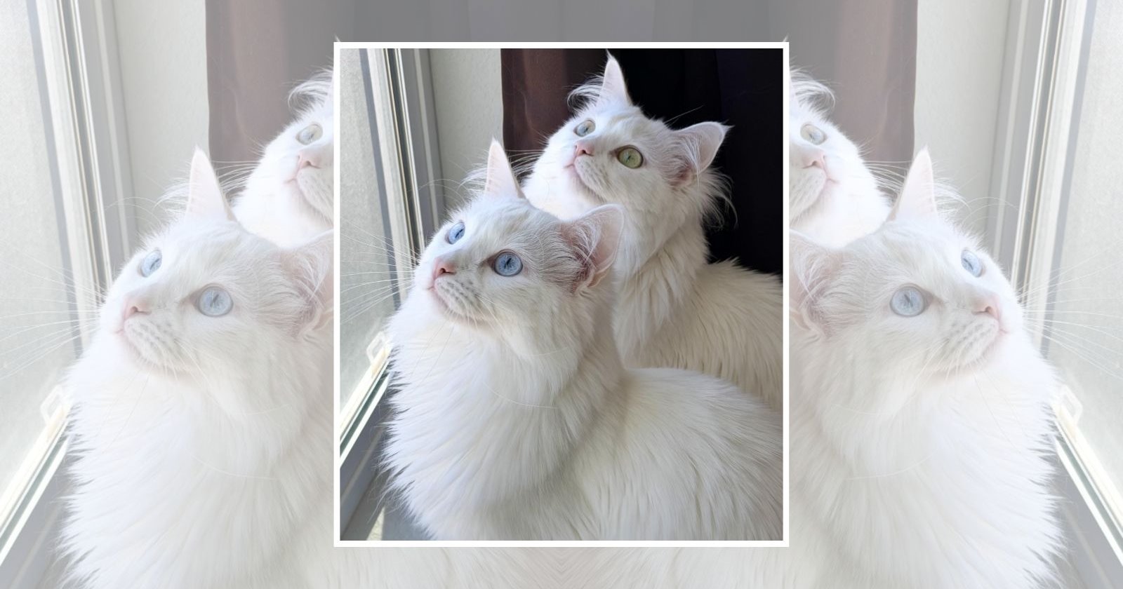 22 Wholesome Cats for a Softer Day on the Internet (October 2, 2026)