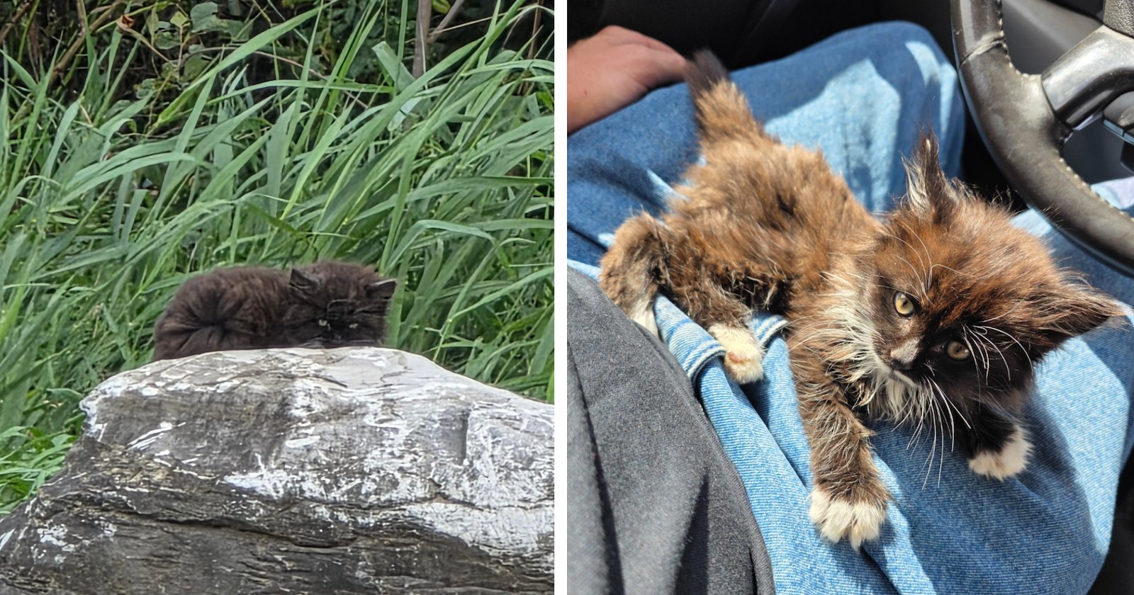 ‘We bonded immediately’: Worker moves to protect crying kitten “serving himself up” for every hawk in sight, then the tiny rescue turns him into a first-time cat dad after one instant connection