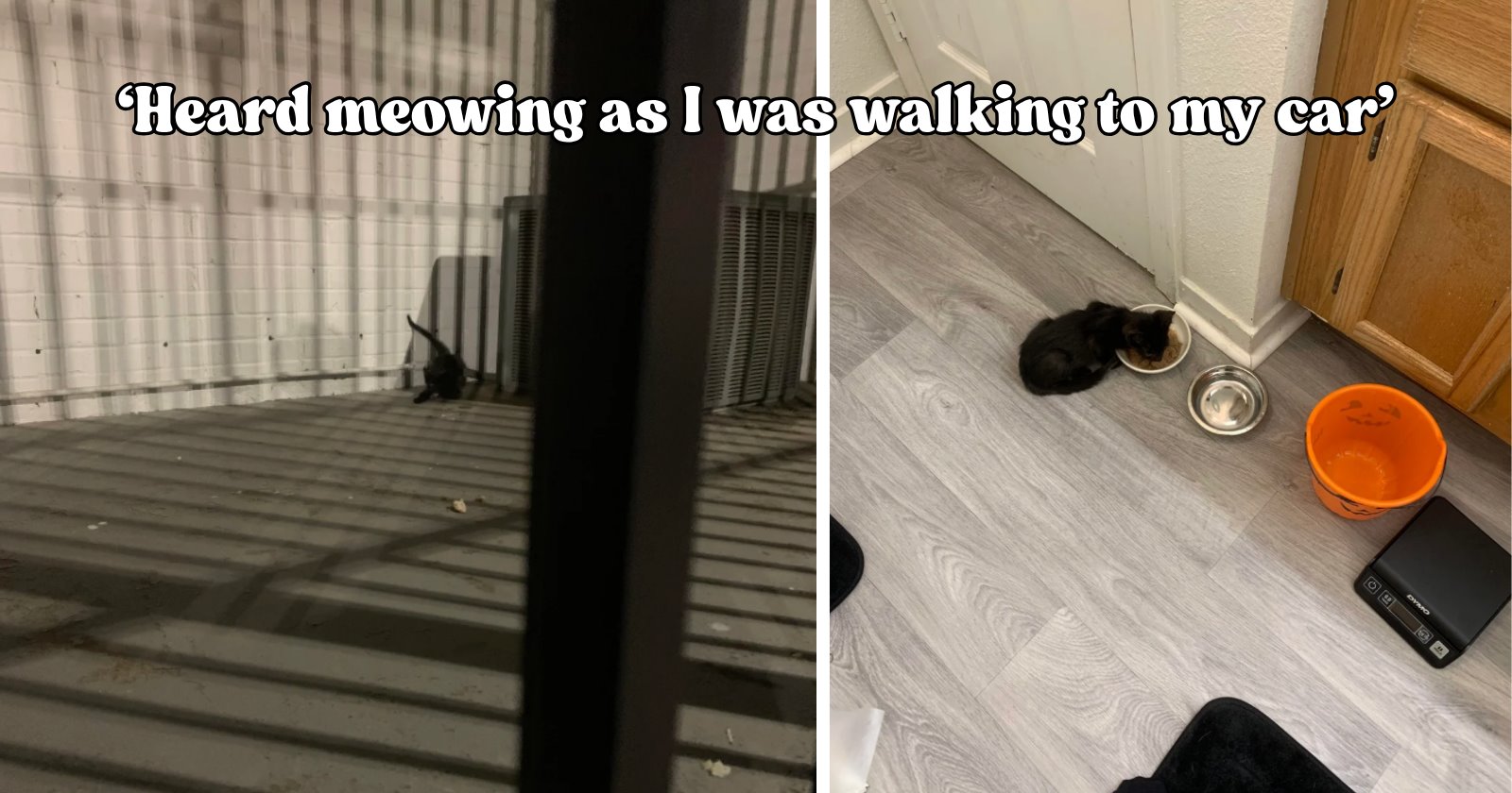 ‘Possibly the loudest meows I’ve ever heard’: 6-week-old kitten screams until the right human hears her and scores a ride to safety in a protein shake box