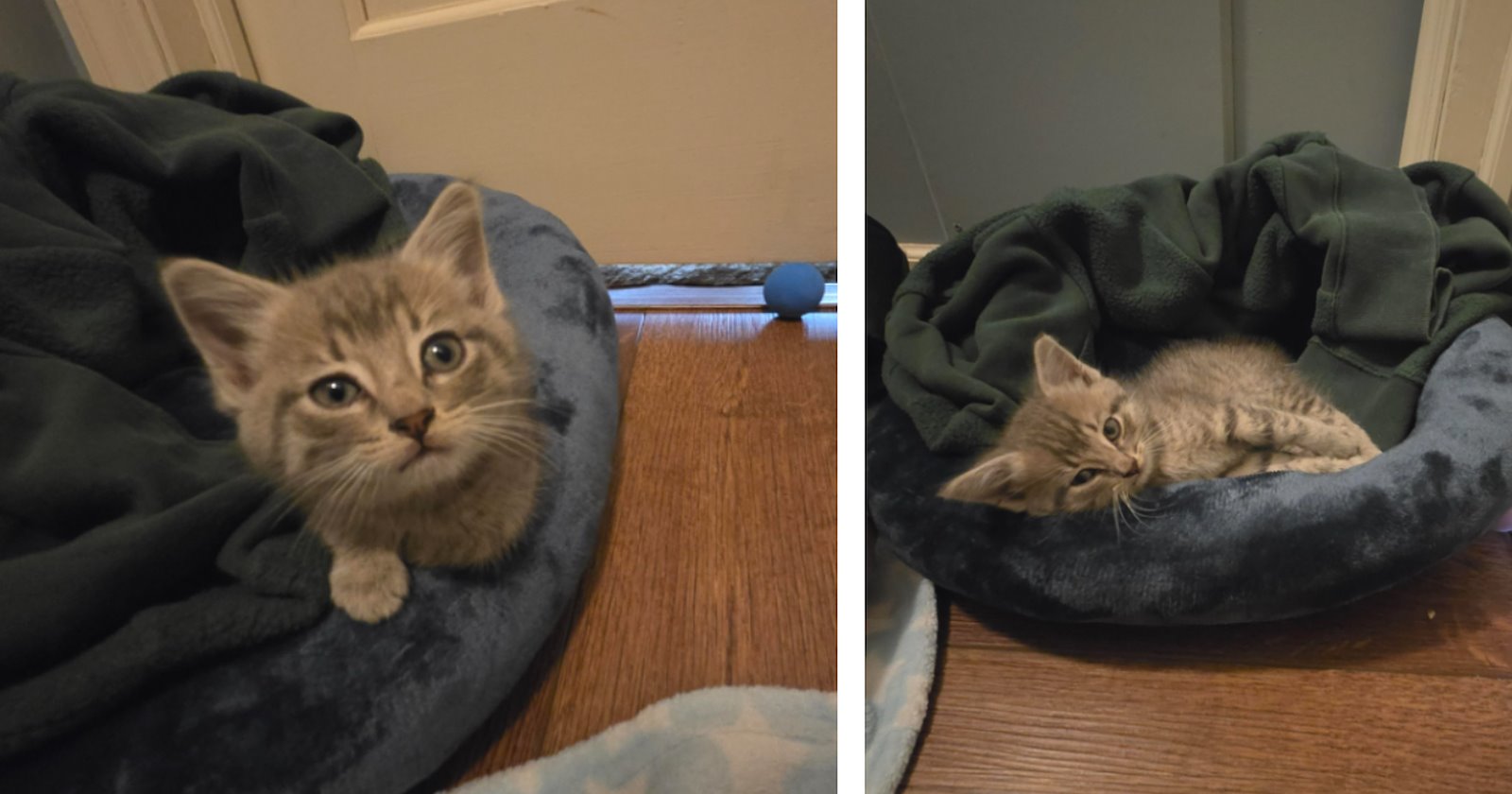 'How this little kitten survived 24 hours under the car and traveling at 70+ mpg speeds is beyond me': Resilient kitten escapes from country fair and finds his furrever home