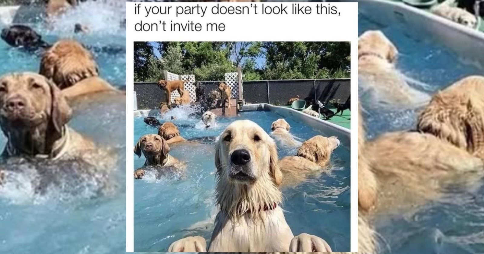 'Good boys get good memes': 21 Dog Memes to Fill Your Morning Cup with ...