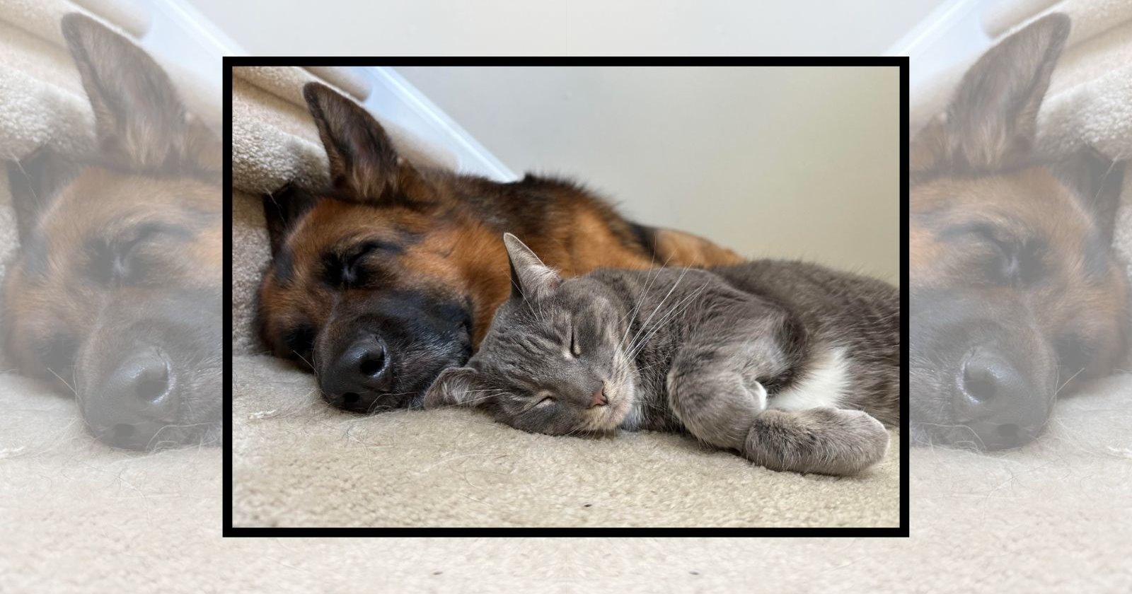 ‘Best Friends Come With Paws’: 21 Cuddly Cats and Dogs Sharing the Sweetest Kind of Friendship