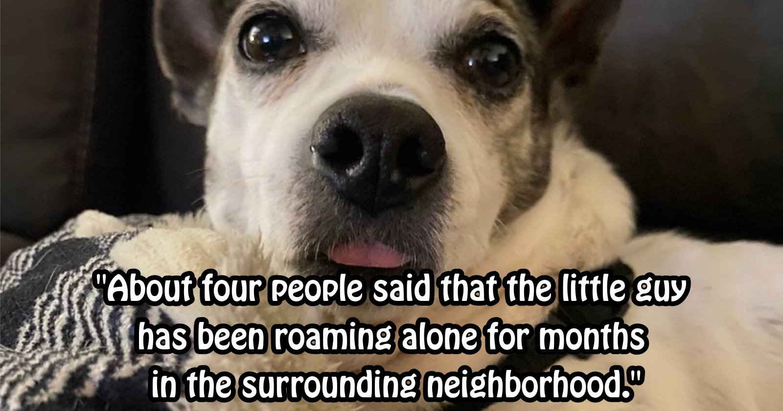 ‘Welcome to the fam!’: Friendly dumped dog found limping given furever home but rescuers left confused by why the pawfect pup was alone in the first place