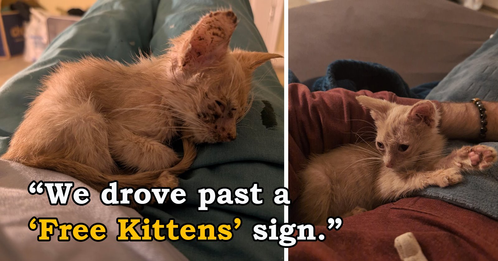 ‘He was able to experience what it meant to be loved’: Couple drives past a “free kittens” sign and steals a kitten from a terrible hoarding situation, giving him the life he deserved, even if it was short