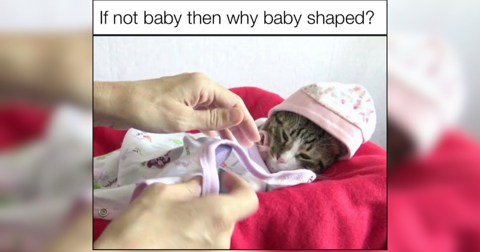 28 Comfort Cat Memes For Cozy Hoomans Combating the Cold With Warmth