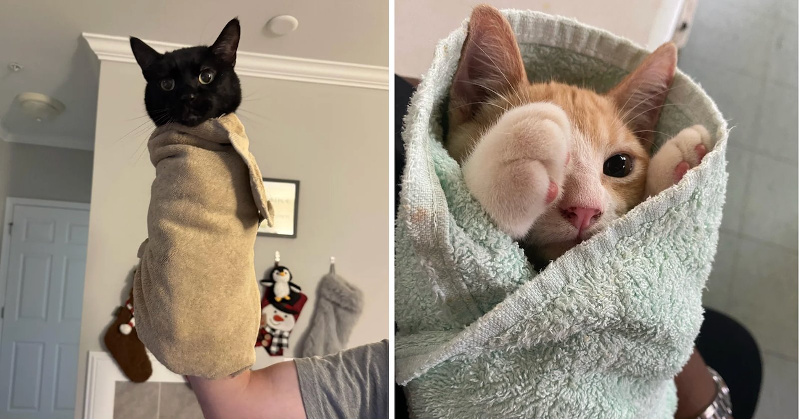 A Fresh Batch of Adorable Cat Purritos Stuffed With Extra Floof and Toe Beans to Satisfy Your Feline Cravings