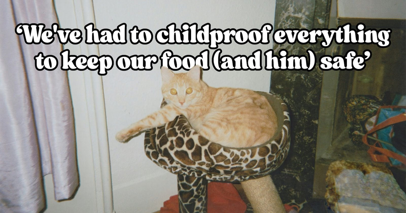 Why do cat people accept behaviors that would seem bizarre to anyone else? — Cat pawrents share the strange feline habits that unite the community: ‘My cat will only drink water out of a red solo cup’
