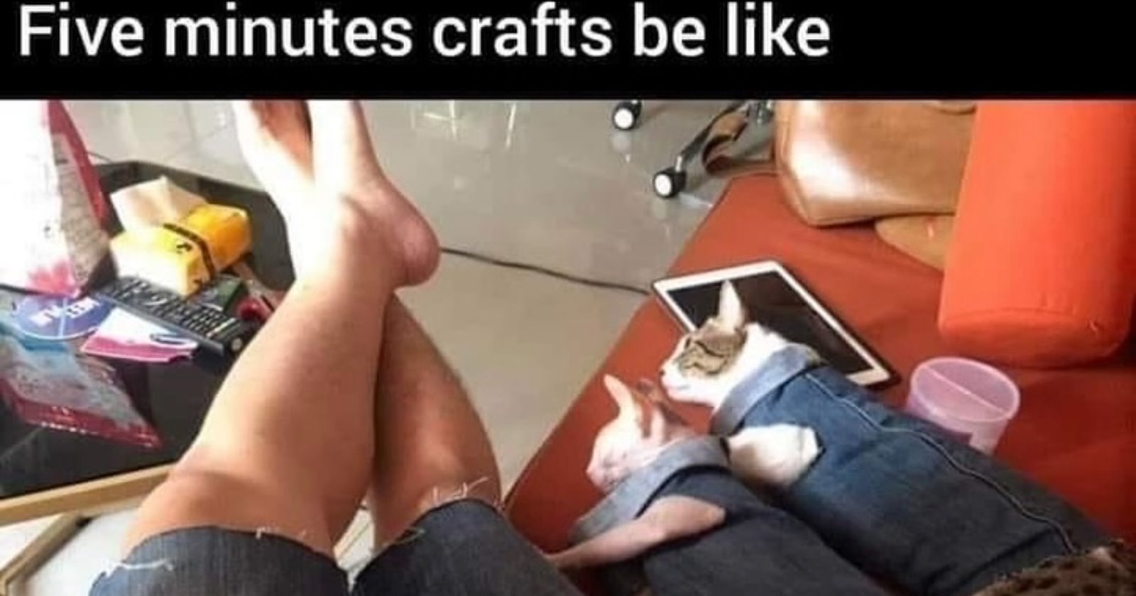27 Wholesome Cat Memes to Curl Up with and Cuddle While your Chaotic Cat Child Crashes Around the House