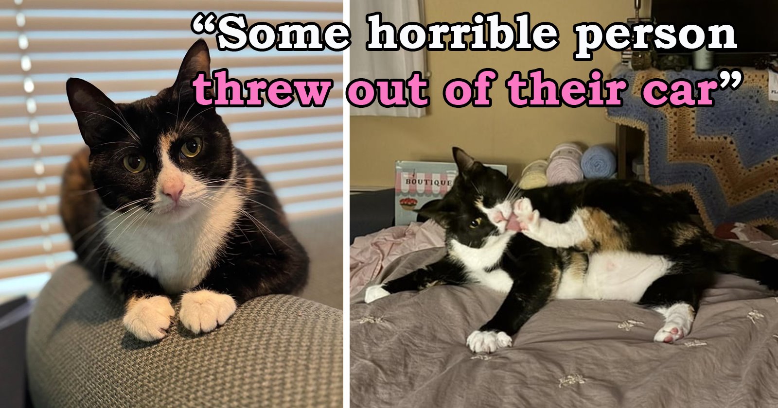 Someone throws a tuxedo kitten out of their car on a busy highway, but luckily, she gets saved in time and goes from the side of the road to the center of someone’s world