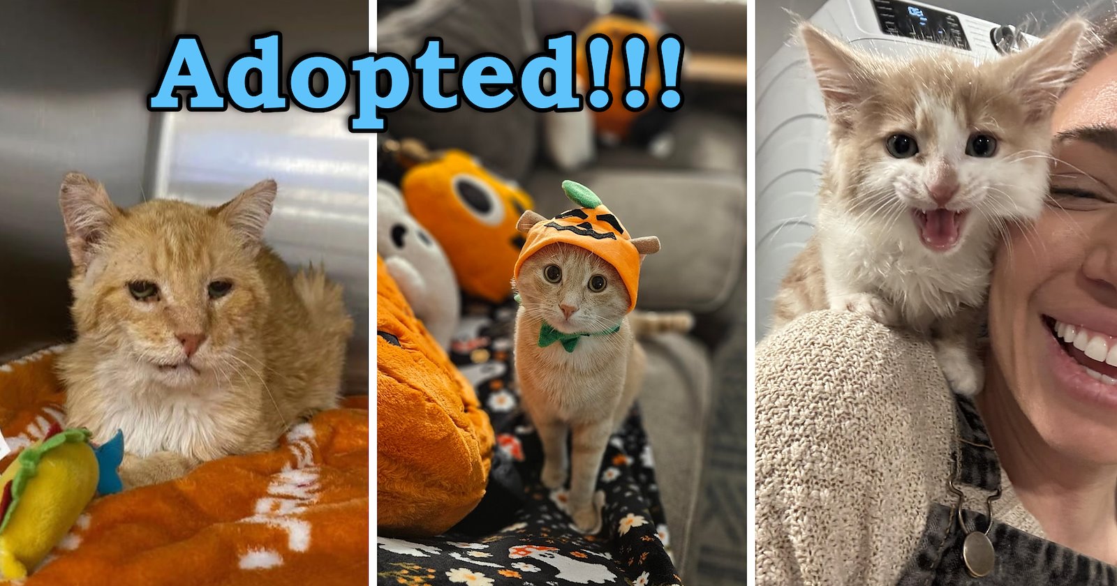Meet the Newly Adopted Faces of the Week: 20 Heartwarming Cats Who Found Their Forever Homes