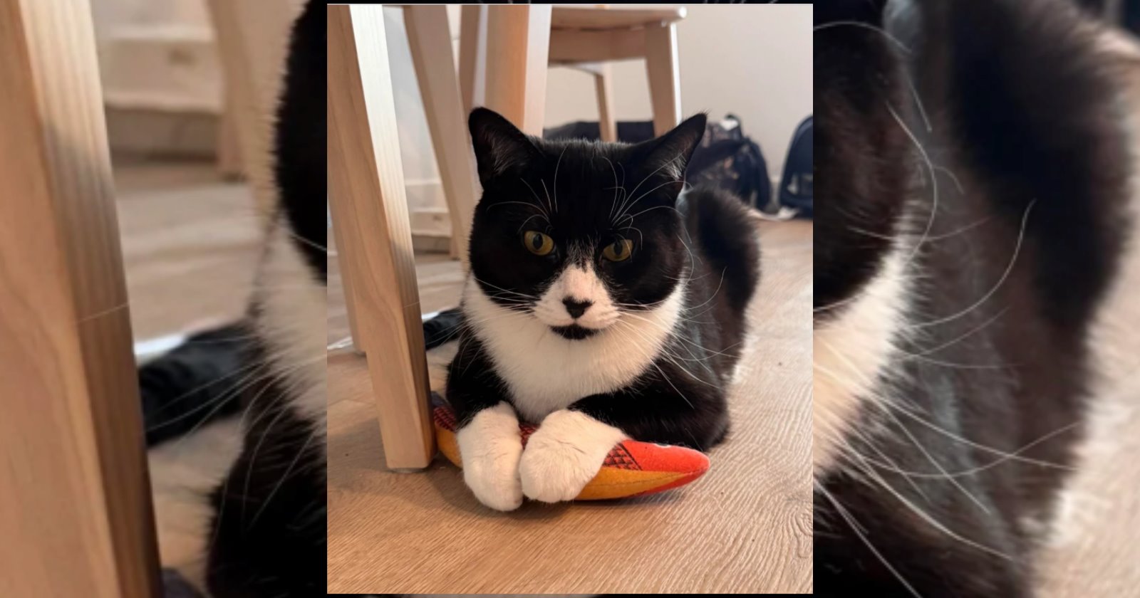 Totally Pawdorable Tuxedo Cats Looking Sharp and Elegant for a Purry Night Out in the City