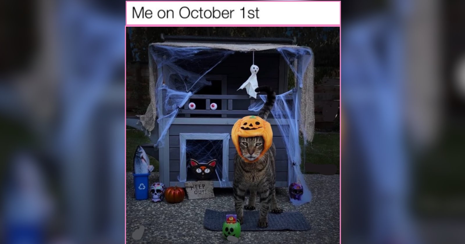 26 Soft and Sweet Cat Memes For a Pre-Halloween Sugar Rush