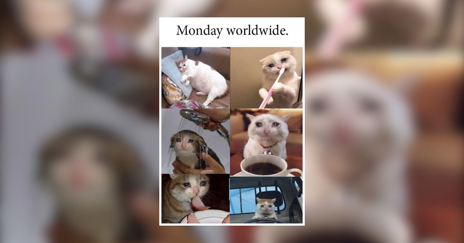 24 Monday Cat Memes for a Memorable Monday Meowjestic Morning - I Can ...