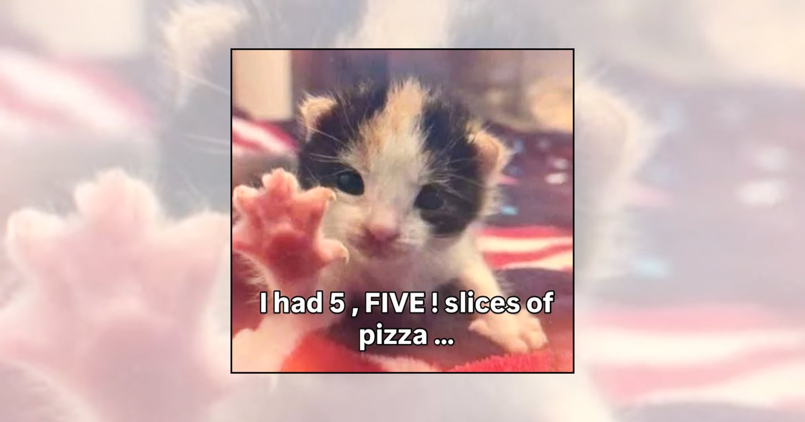 Your Weekly Delivery of 21 Soft and Silly Kitten Memes for a Midweek Mood Boost (October 7, 2026)