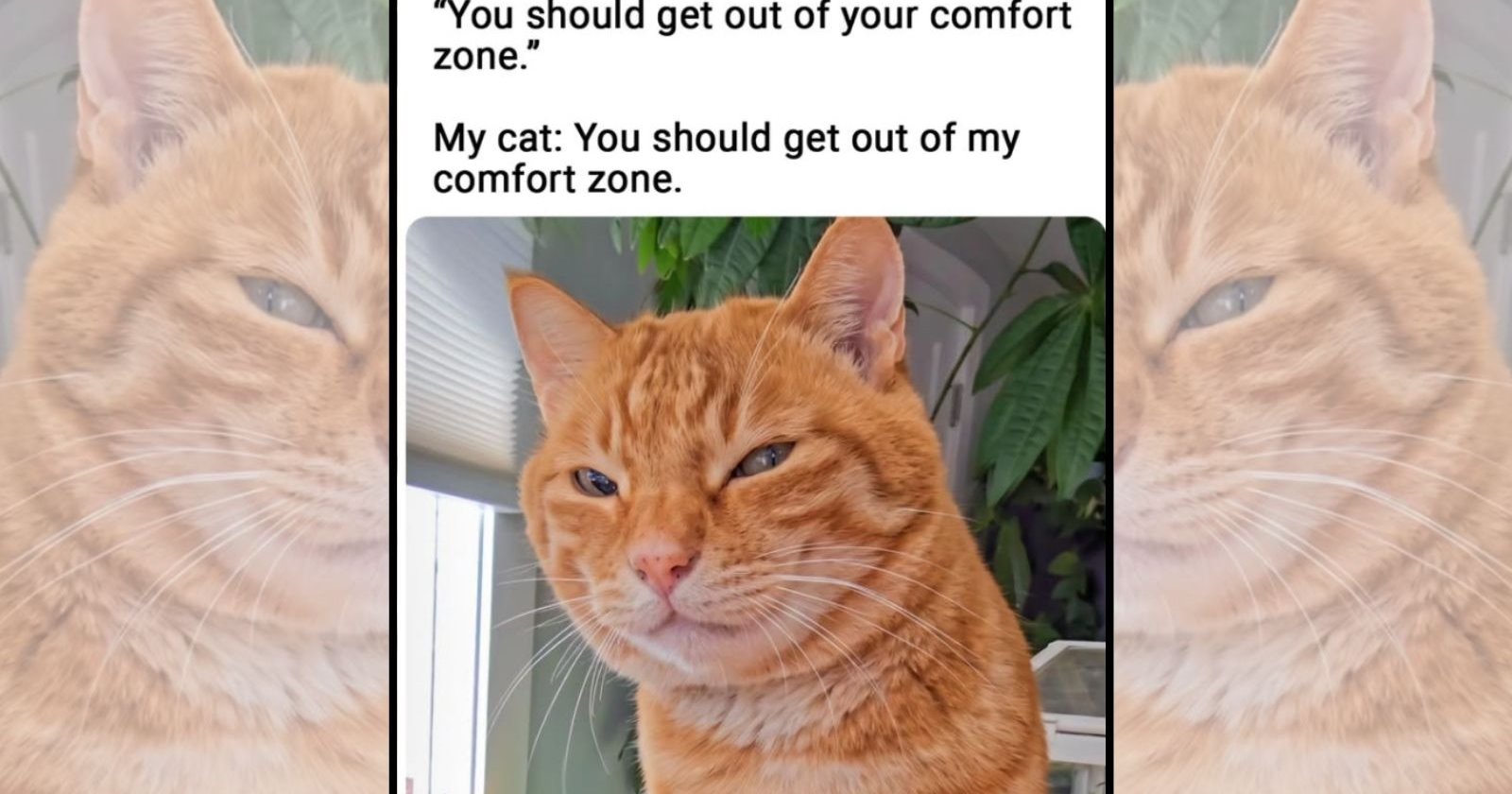 21 Orange Cats Memes from the Funniest Side of Feline Chaos