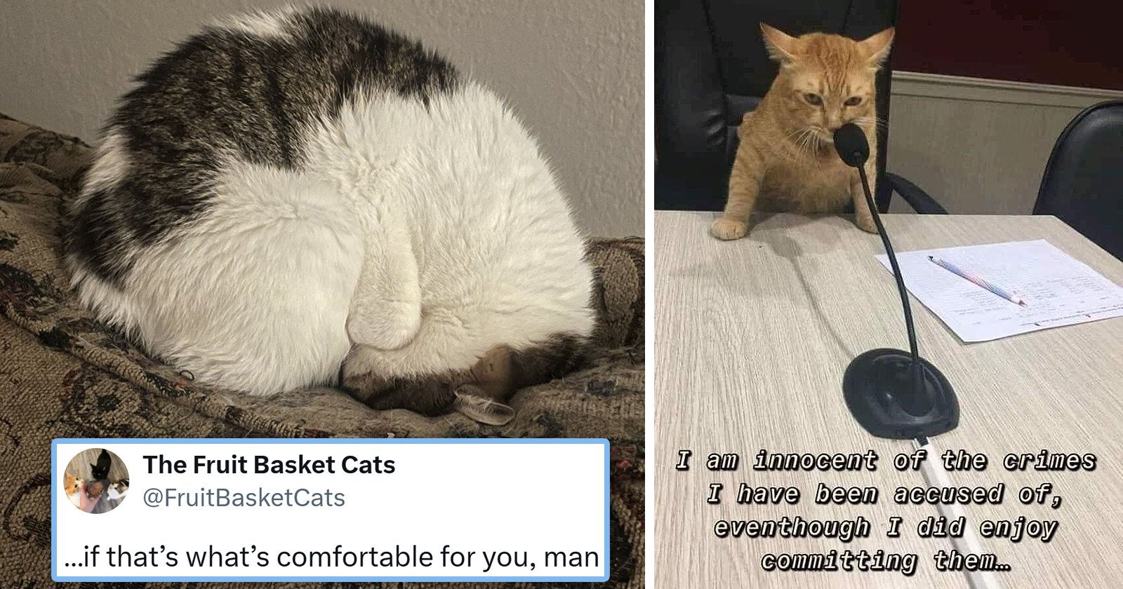 Your Weekly Meowgazine: 20 Snuggly ICanHasMoments to Make Your Caturday Full of Cozy Smiles (October 10, 2026)