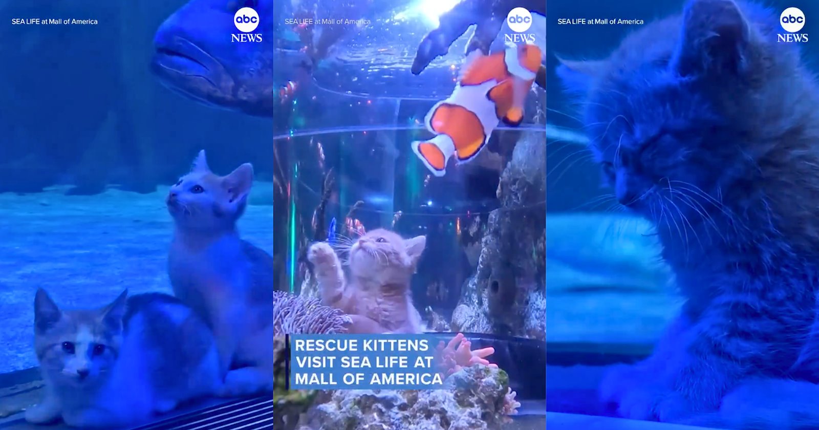 'This made my day': Rescue kittens from Minnesota rescue take a meowrrific trip to SEA LIFE at Mall of America filled with saltwater smiles and fintastic fluffy fun