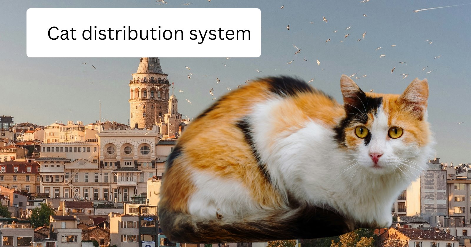 Traveler in Istanbul comes across the most loving and cuddly street kitten that climbs into their lap: ‘Istanbul cat distribution system tried to enroll me’