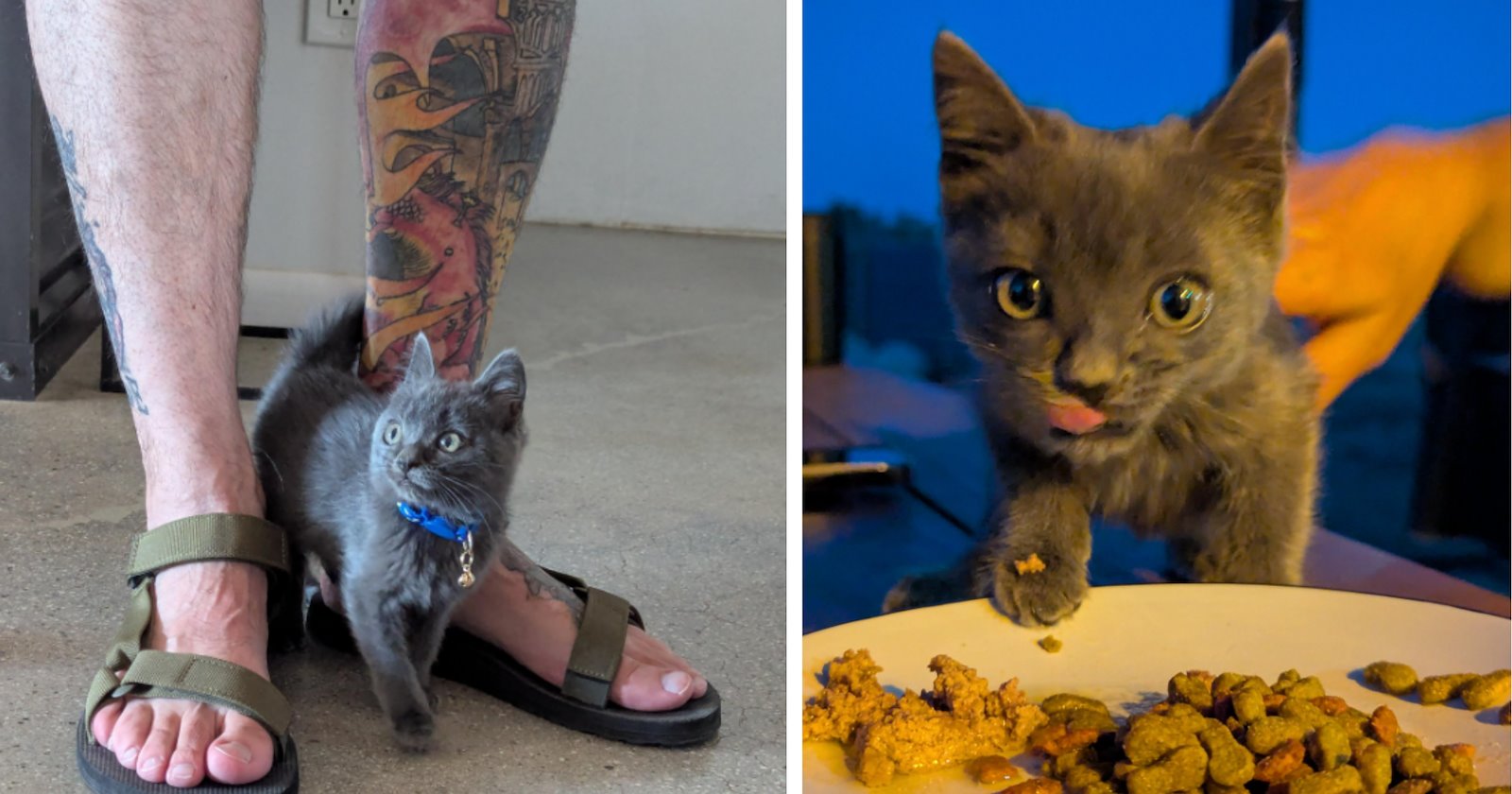 Vacationers find kitten at the Airbnb in the California desert, their trip turns into a rescue mission to save her from coyotes and give her a furrever home