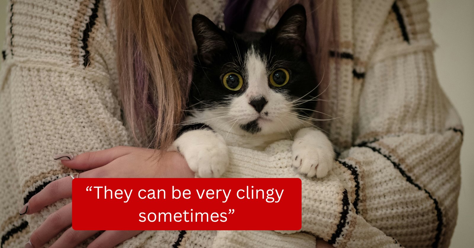 Cats complain about their hoomans, their annoying habits and how they keep invading their privacy: 'They can be very clingy sometimes!'