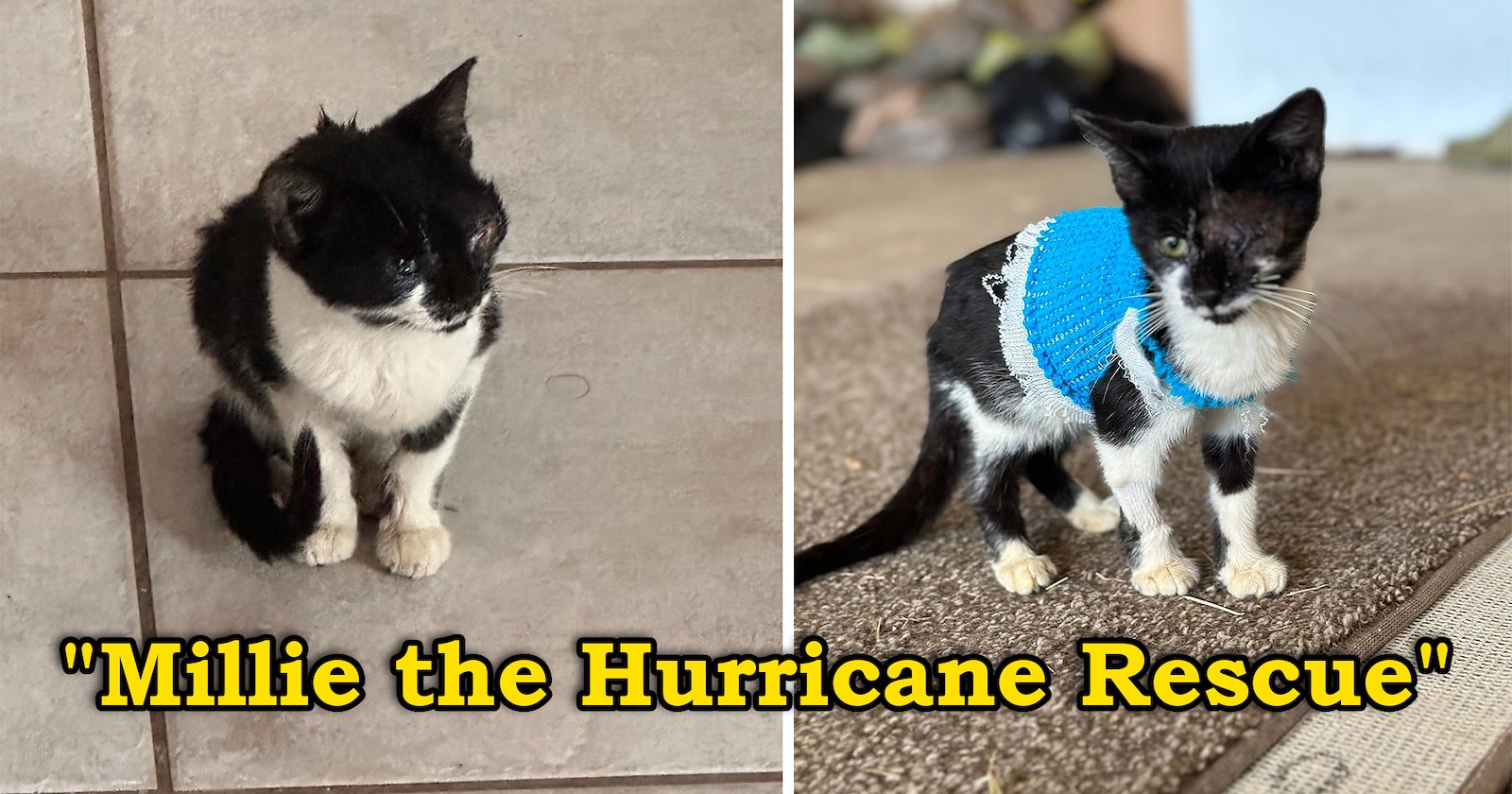 Man rescues a tiny kitten in the aftermath of a hurricane, and despite losing one eye, she gains a furrever home for life