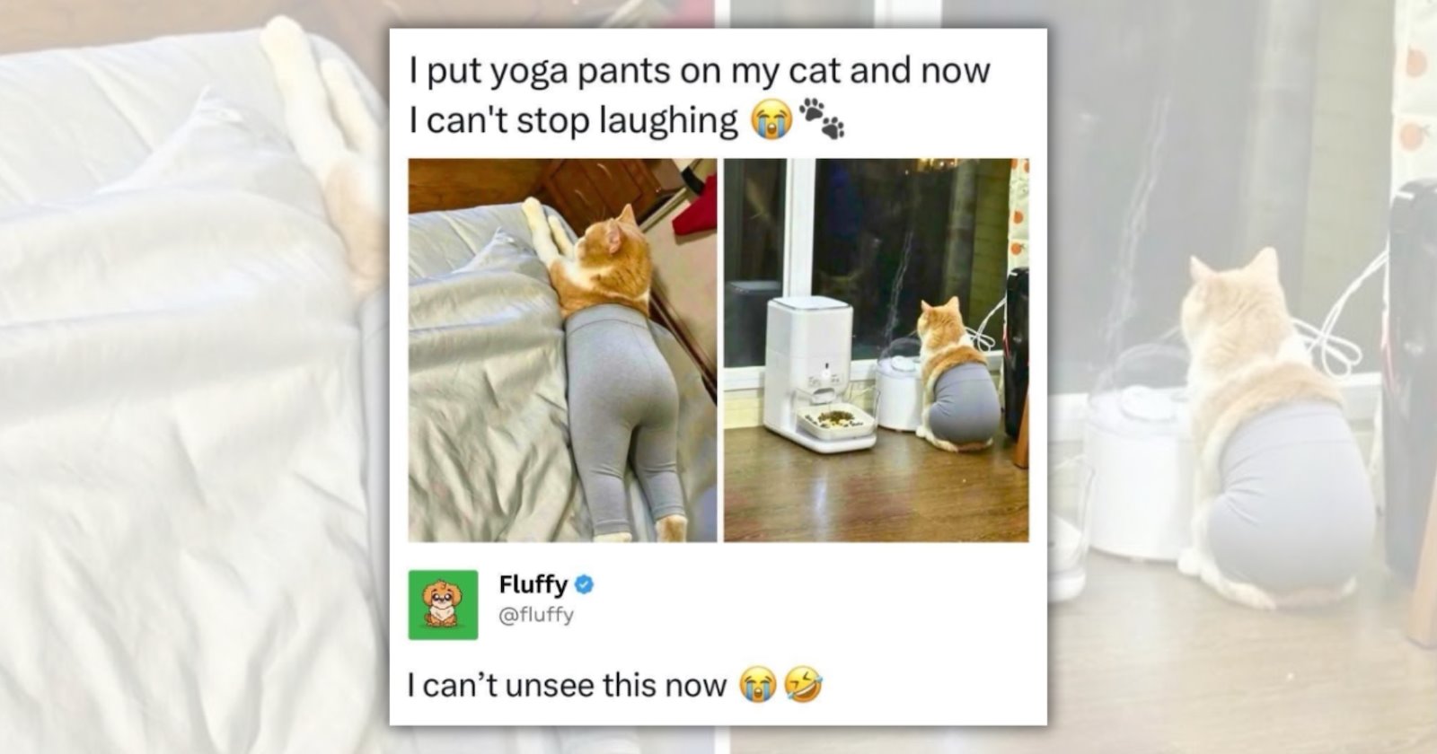 27 Heartwarming Cat Memes to Thaw Your Soul After One Look at the Fall Weather Forecast