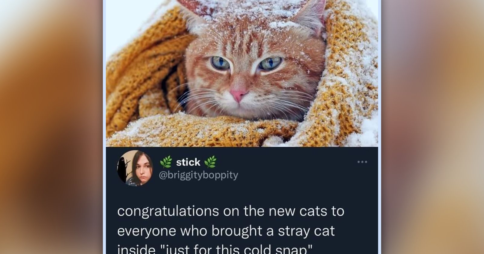 24 Cute Cat Memes to Make Your Spooky Season Extra Cozy