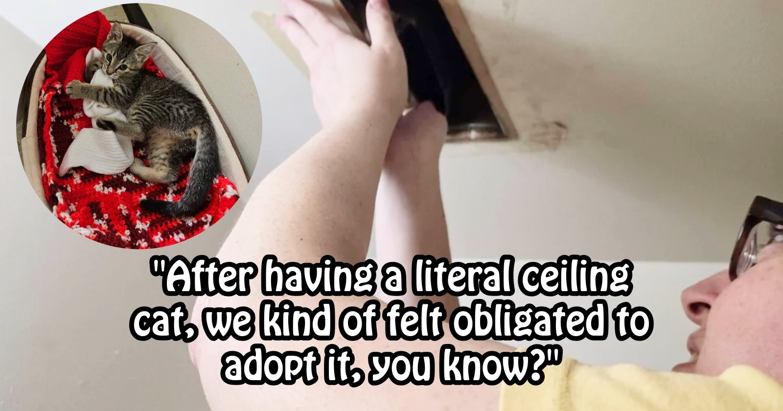 2 week old stray kitten gets furever home after meowing at new pawrents from a surprising hiding spot