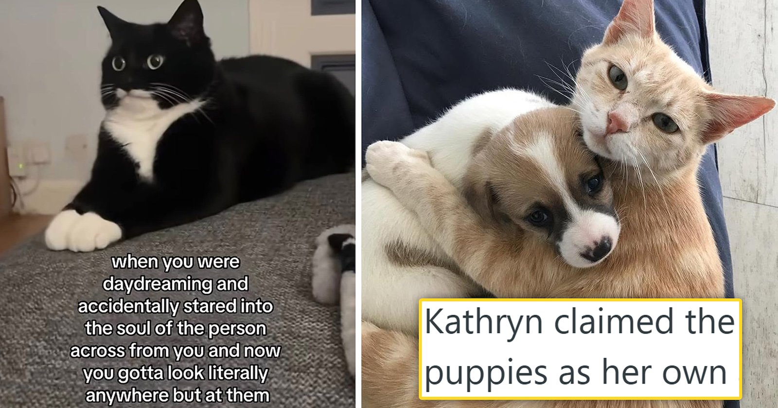 Your Weekly Meowgazine: 20 Snuggly ICanHasMoments to Make Your Caturday Full of Cozy Smiles (October 17, 2026)