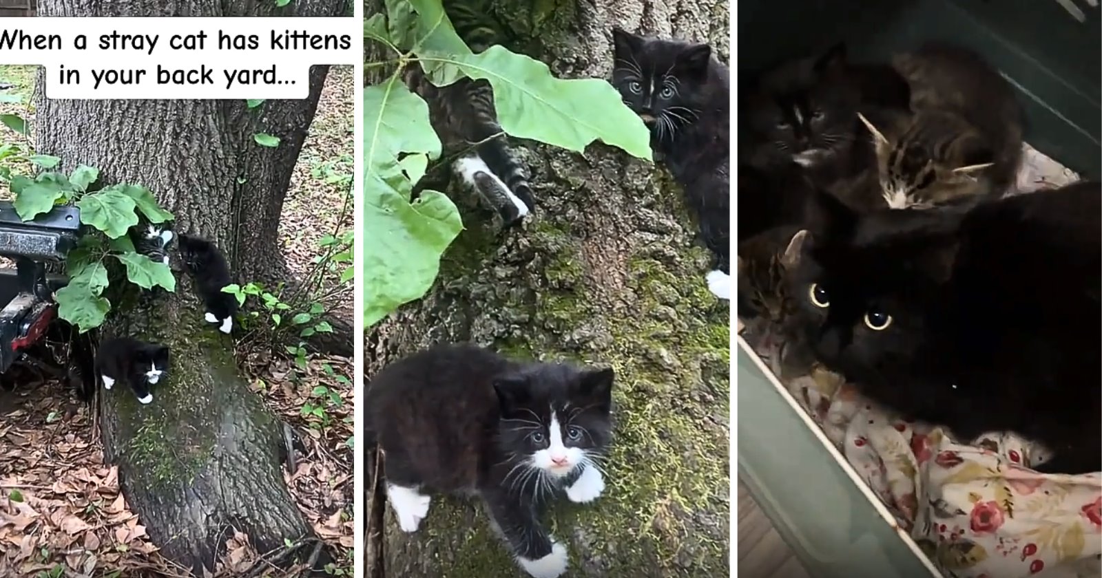 Tiny tuxedo kittens found beneath a tree in a woman’s backyard are welcomed into their forever home alongside their siblings and stray mama cat, giving the whole feline family a safe place to stay